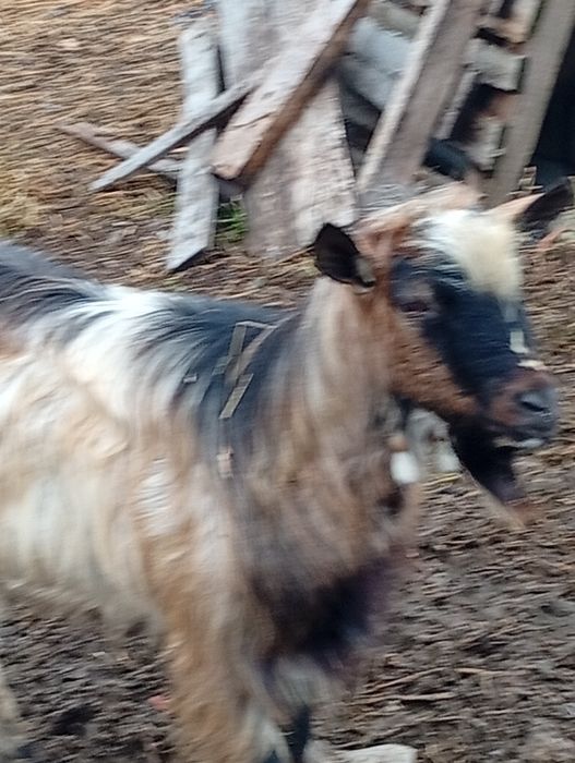 Vând țap și două iede