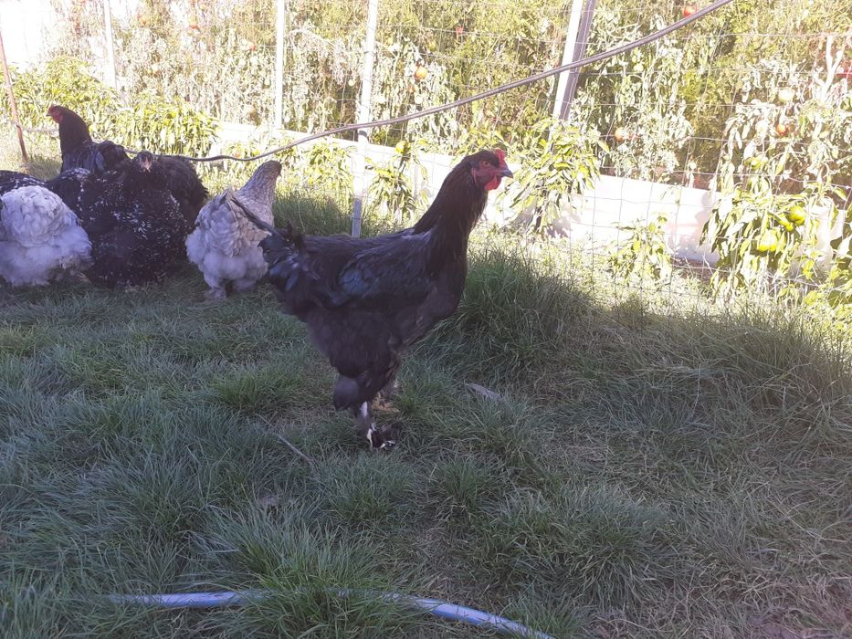 Brahma negru și albastru de vânzare