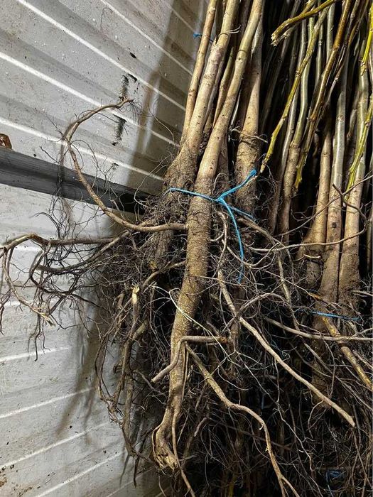 Nuci pomi de vânzare