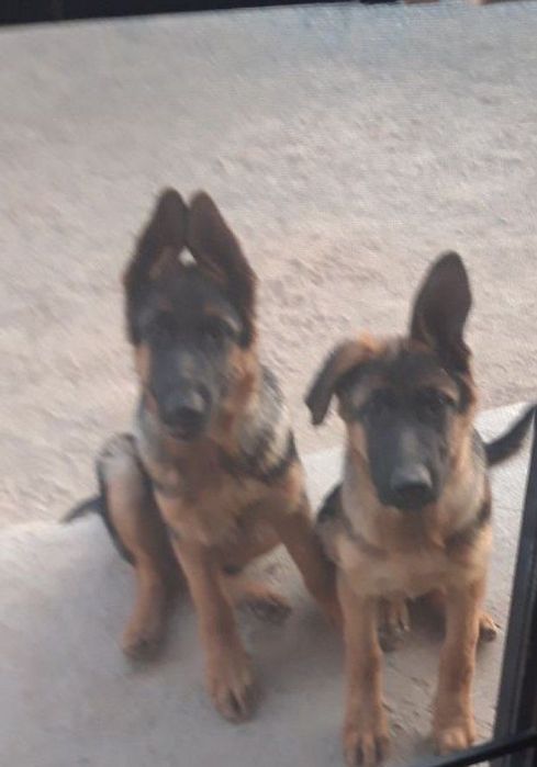 Продается немецкая овчарка чистокровный.