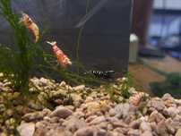 Vând creveți Caridina