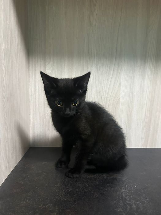 Котёнок (полубританец)