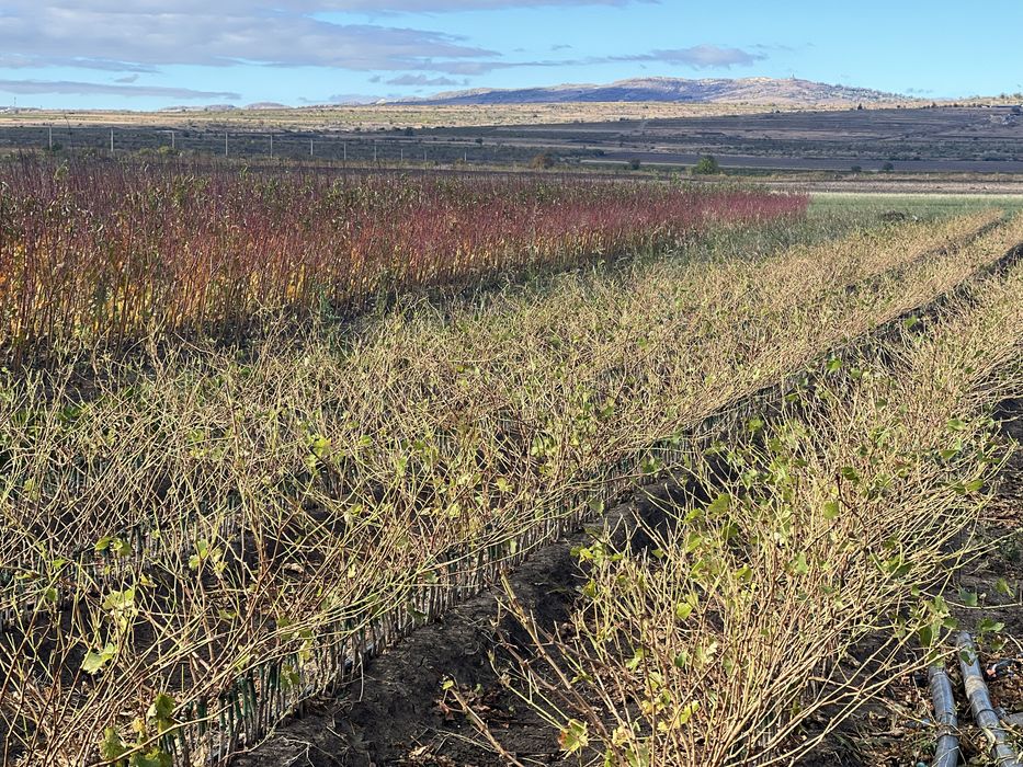 Vand butasi vita de vie soiuri de vasa si de vin