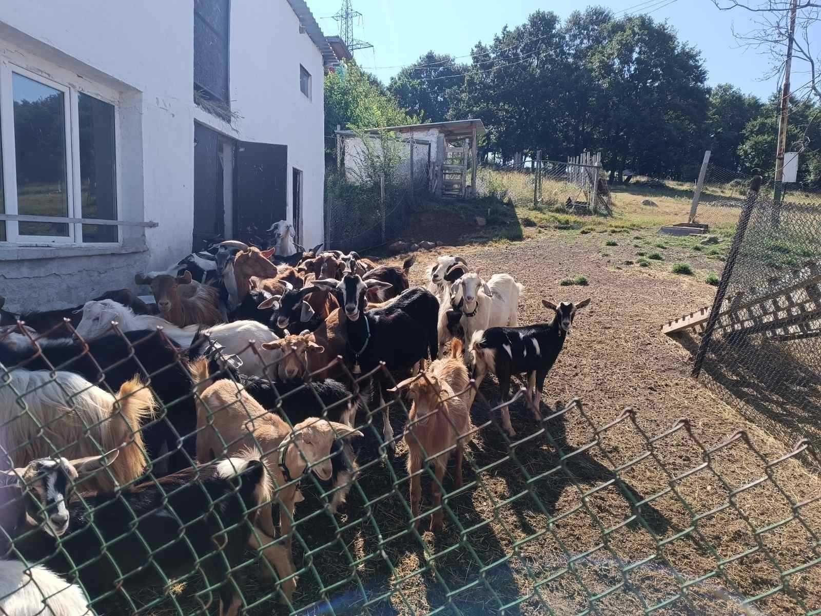 Продавам стадо кози