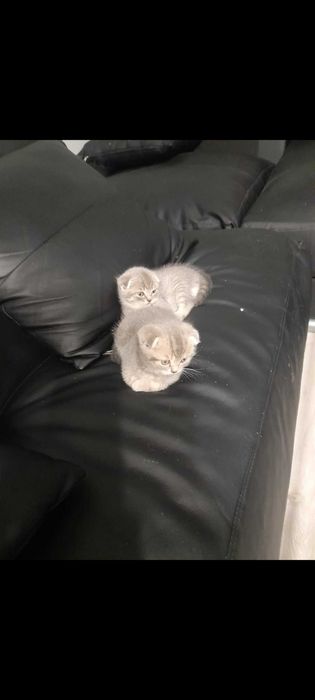 Шотландско клепоухо котенце