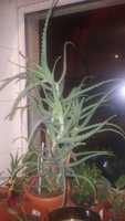 Vand Aloe Vera medicinala 5ani (65cm)