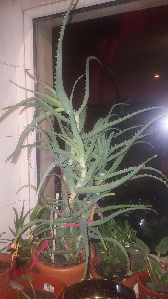 Vand Aloe Vera medicinala 5ani (65cm)