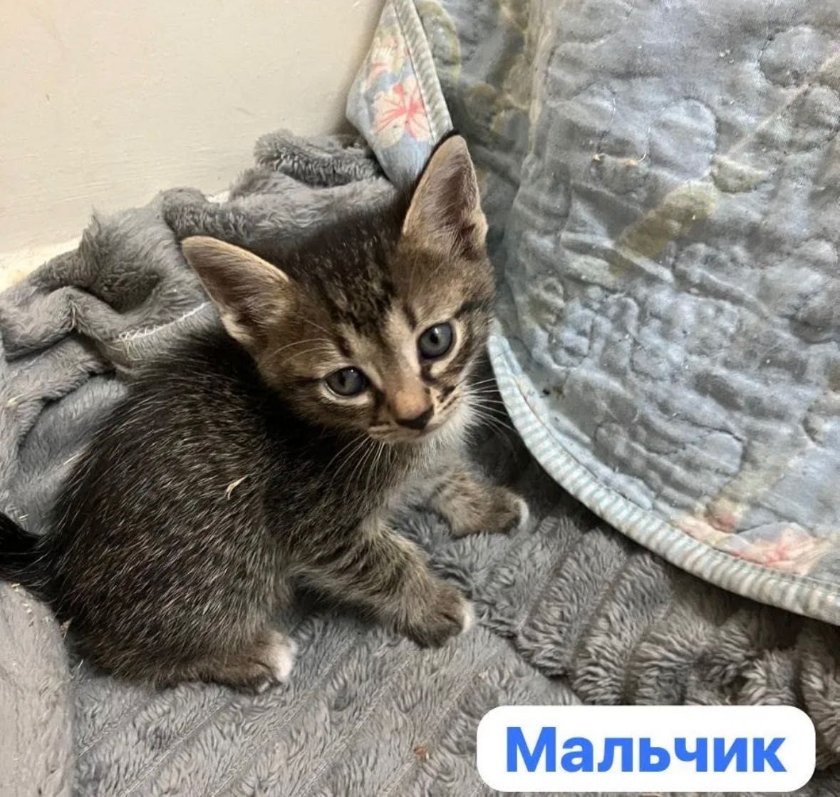 Отдам котят в добрые ручки