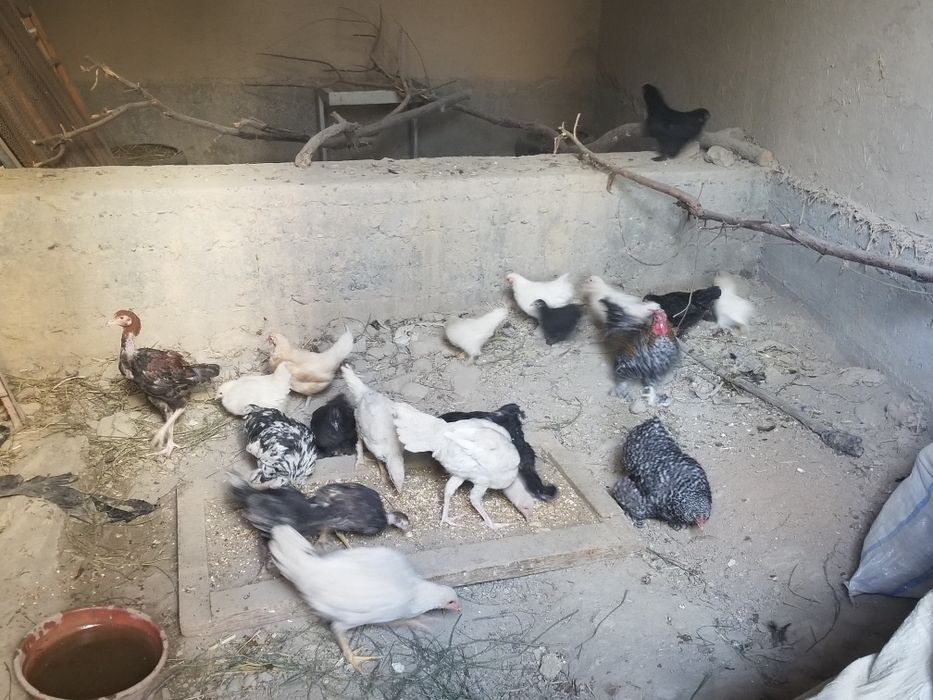 Yaponcha xarxili bor 70dan 100mingacha