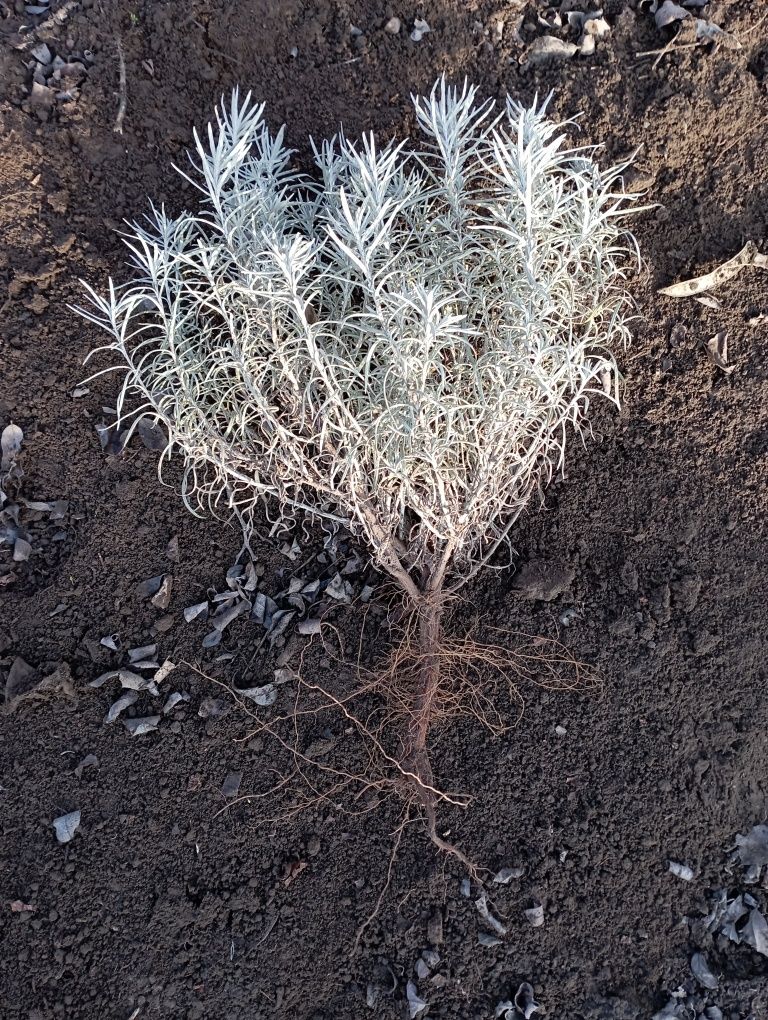 Butași Plante  helichrysum  italicum de 2 ani