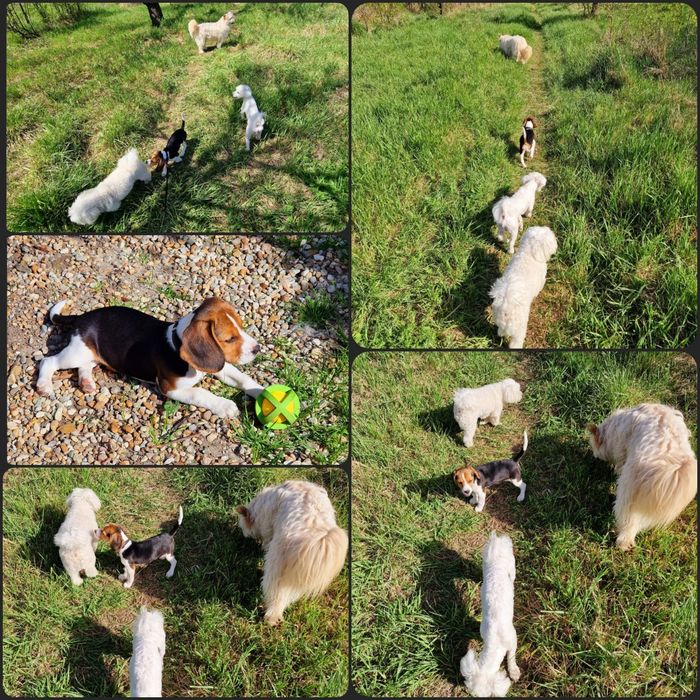 Cazare Pensiune canină /animale de campanie