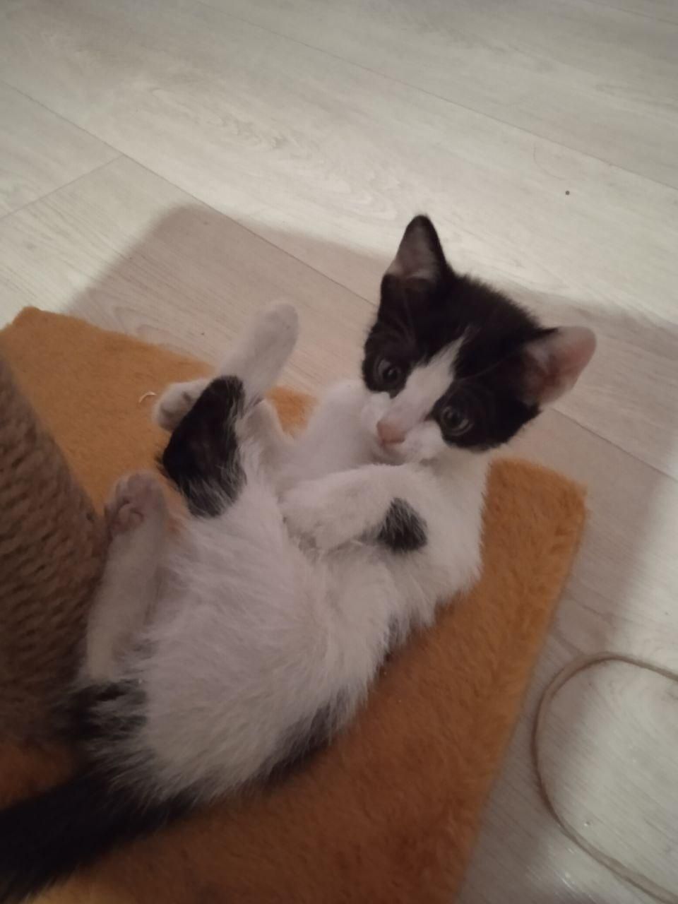 Пристраивается котенок 2 месяца