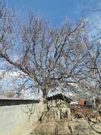 Рязане на опасни дървета-Пазарджик и региона