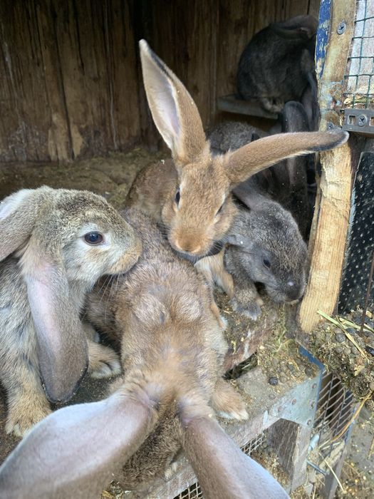 Iepuri  — 70 lei .