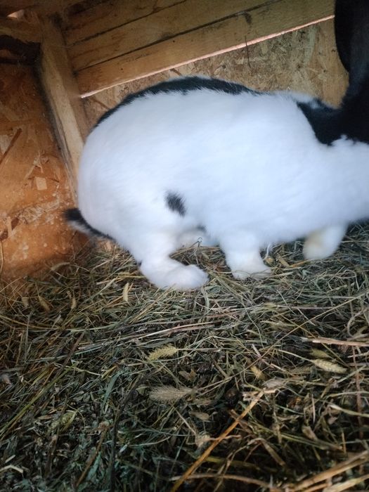 Iepuri fluturi germani cu acte de ungharia