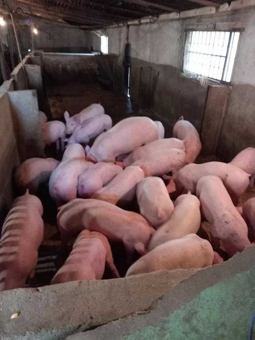 Продавам прасета малки и големи
