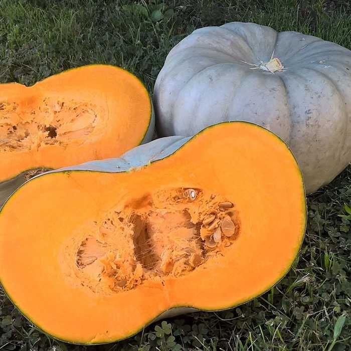 Тыква домашняя мясистая