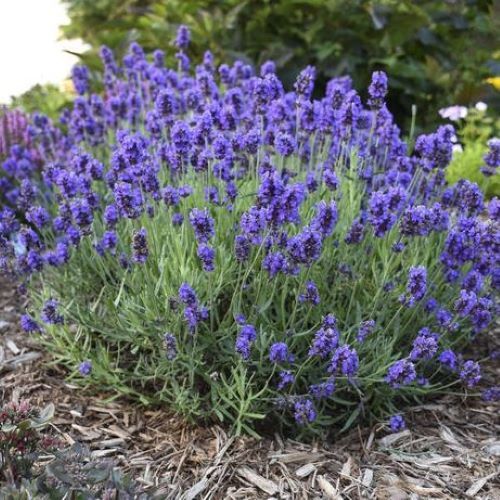 Lavanda La Ghiveci