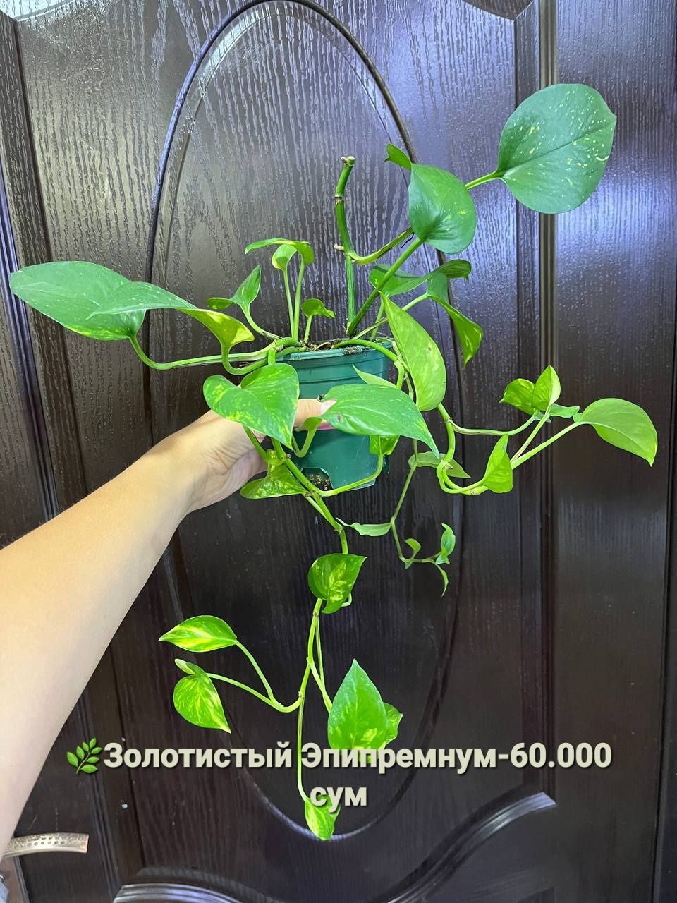 Продаются Рипсалис, Дисхидия Русифолия, Драцена