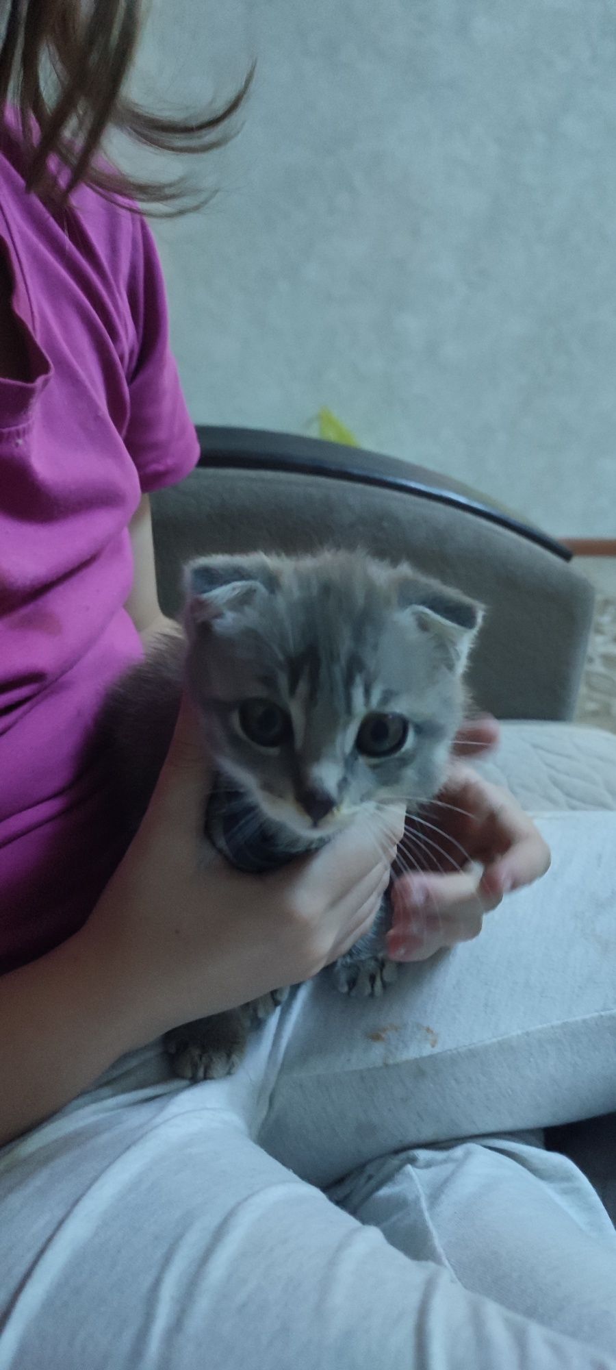 Отдам котенка в добрые руки
