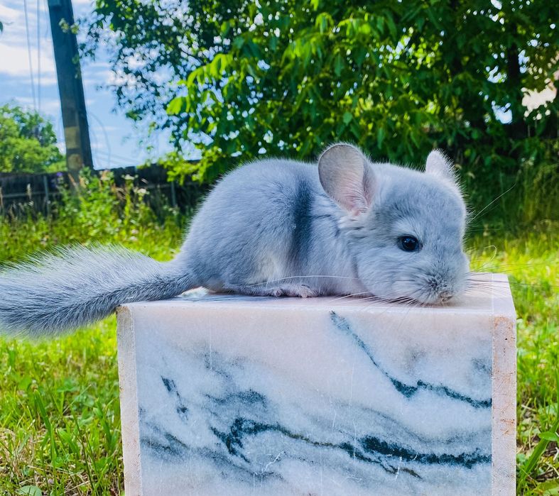 Pui de cincila chinchilla sinsila chinchila