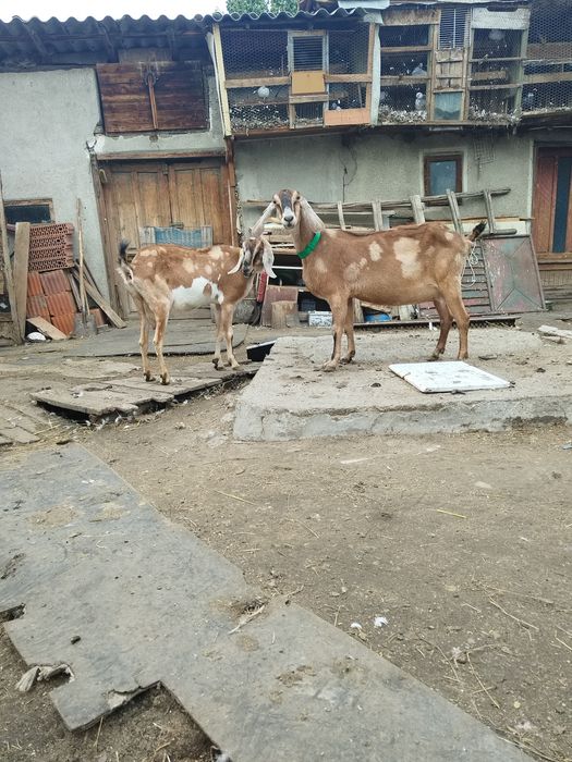 2 capre anglo nubian