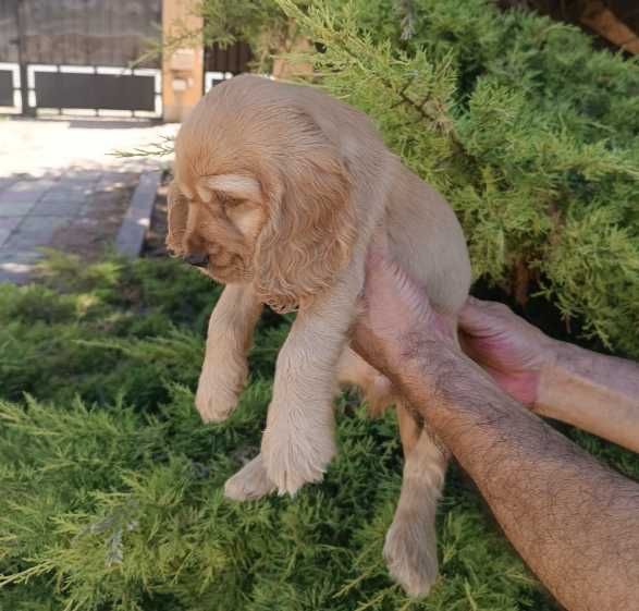 Pui rasa Cocker Spaniel