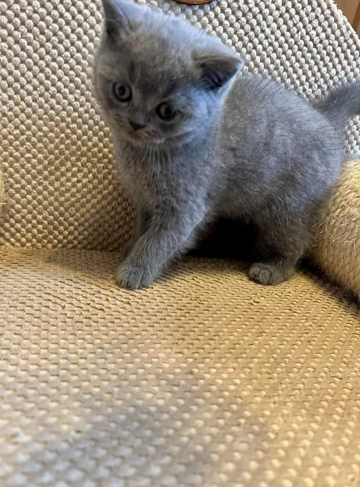 Puiuț British Shorthair