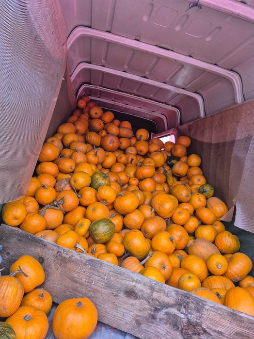 Vand dovleci de halloween si de placinta
