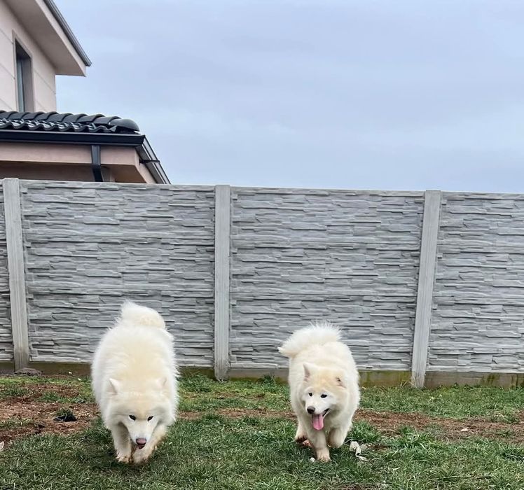 Se cauta familie iubitoare pui Samoyed