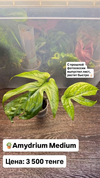 Амидриум Медиум фитильный полив