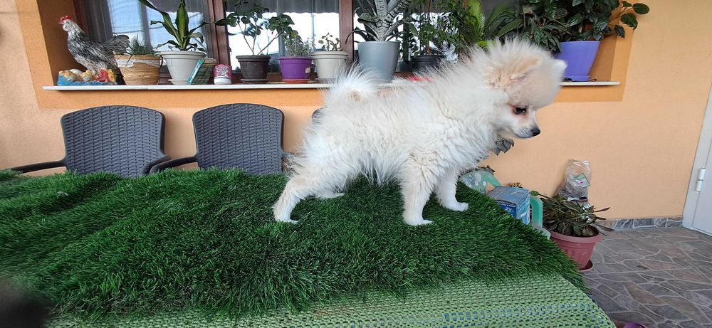 Померанчета  тип топ