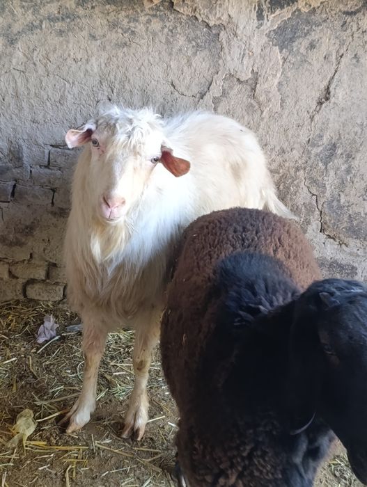 Echki sotiladi taka