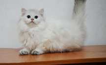 British longhair
