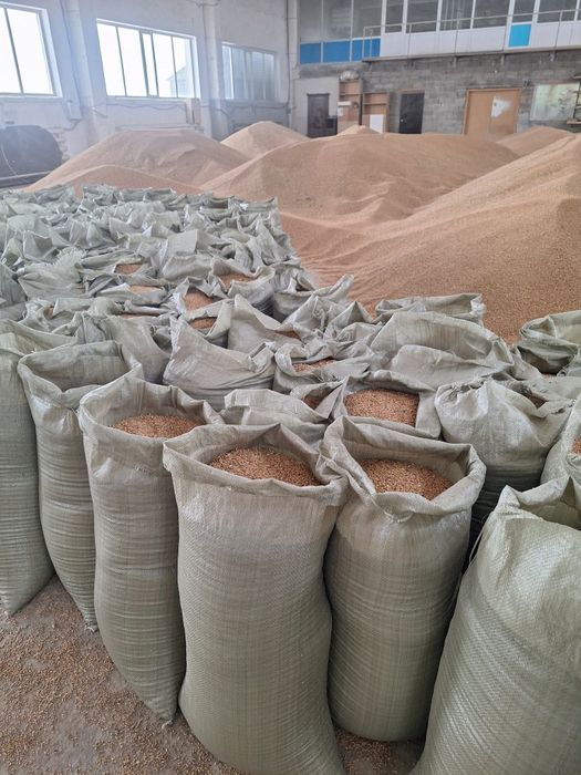 Продам зерно в мешках