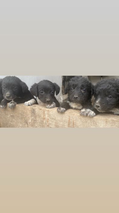 Передадим щенят в хорошие руки бесплатно