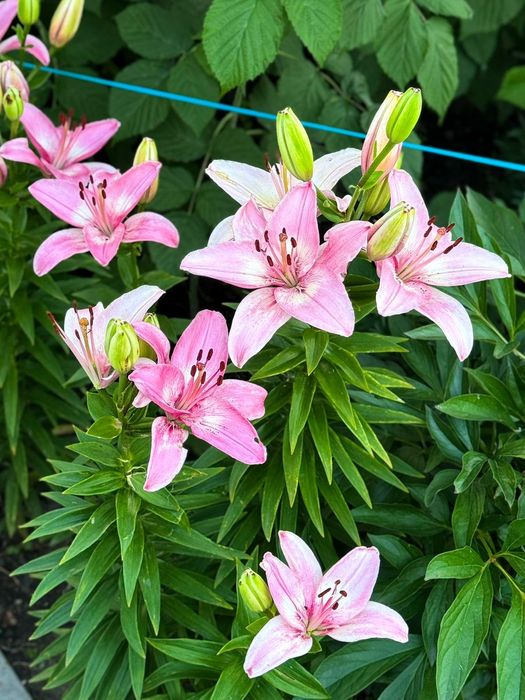 ЛИЛИИ НА СРЕЗ!  большие бутоны