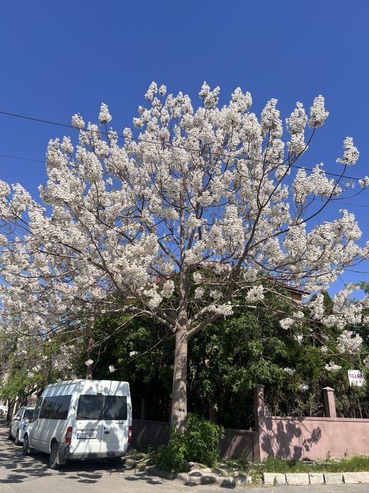 Paulownia Premium Butasi si Pomi Ramificati