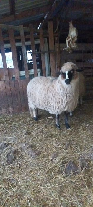 Disponibile 2 cârlane superbe