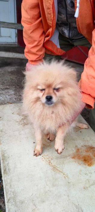 Femela Pomerian Talie Mica