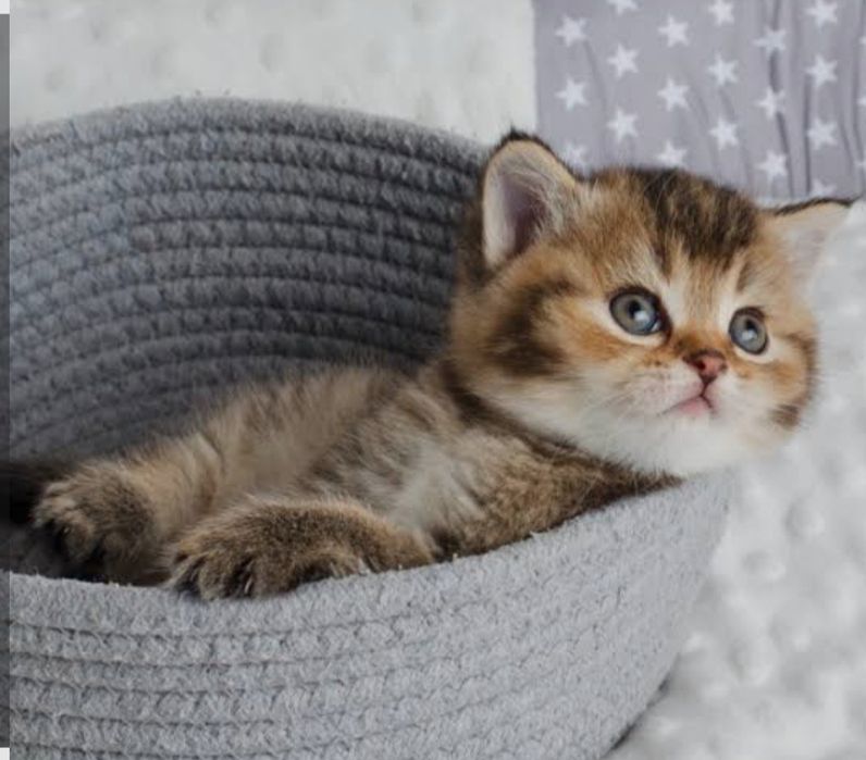 Шотландский котенок золотая шиншилла