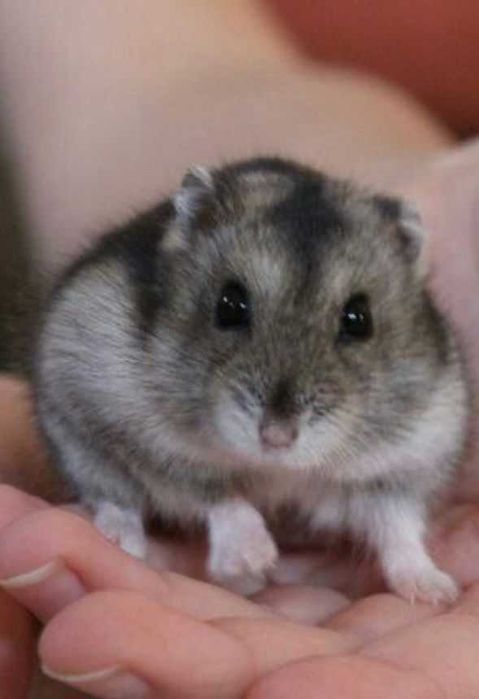 Джунгарские хомячки