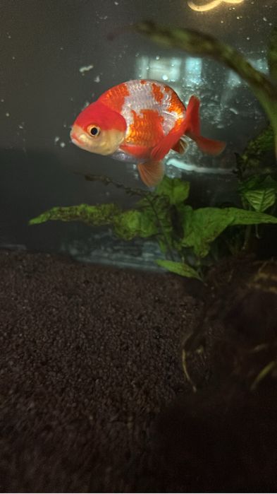Acvariu 350 L juwel rio cu stand complet si carasi oranda/ranchu