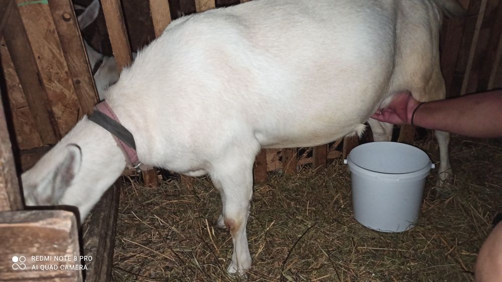 Căprițe Saanen (mama fica și un ied)