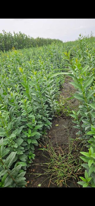 Puieți de ulm, stejar,lemn cainesc,salcioara,frasin