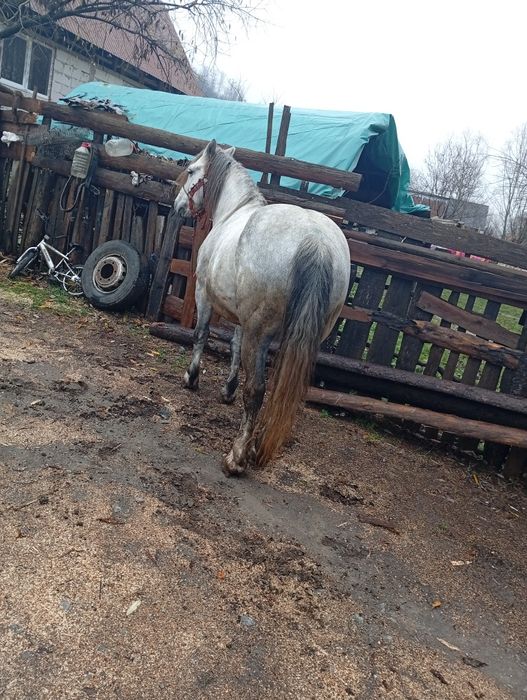 Vând cal castrat foarte cuminte și trage foarte tare accept  or ce pro