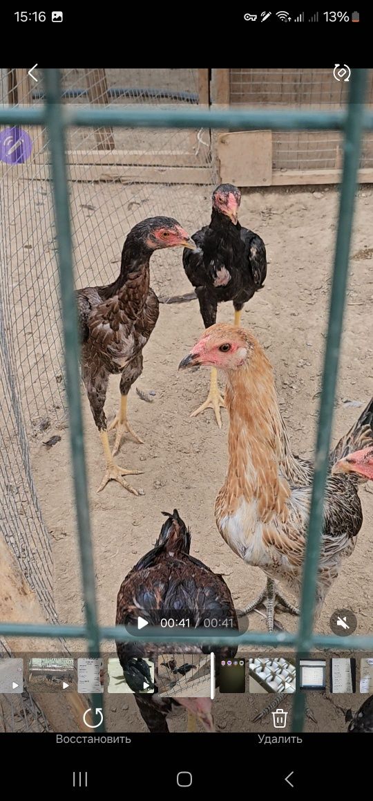 Tozza turk privaznoyi
