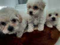 Catei Bichon Maltez