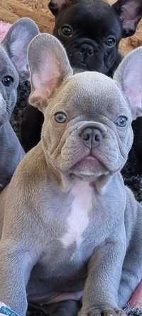 Bulldog francez mascul blue pedigree fci