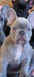 Bulldog francez femela blue